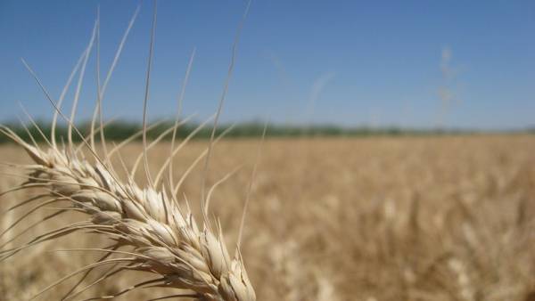 Leilões de trigo frustram produtores gaúchos