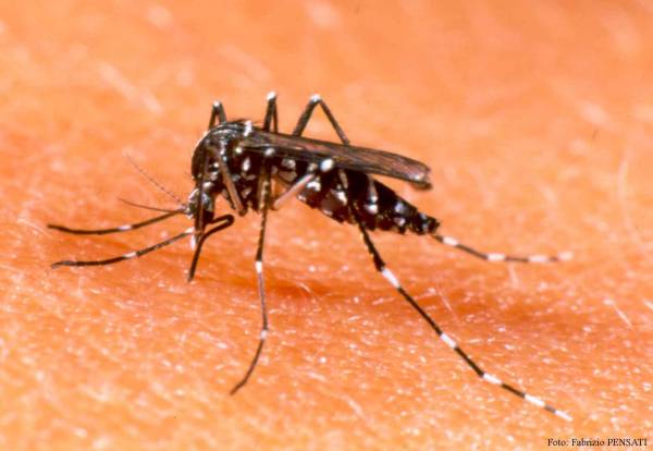 Horizontina tem primeiro caso de dengue confirmado no RS em 2017