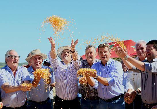 Colheita do milho é aberta com otimismo no RS