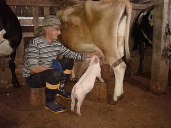 VÍDEO; Porquinho mama em uma vaca no interior de Tuparendi