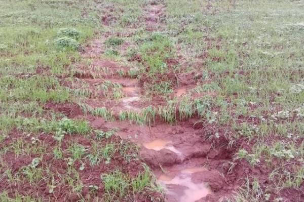 Chuva diminui produção de leite e atrasa plantio do trigo