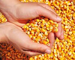 Programa Troca-Troca antecipa entrega de sementes a mais de 63 mil agricultores