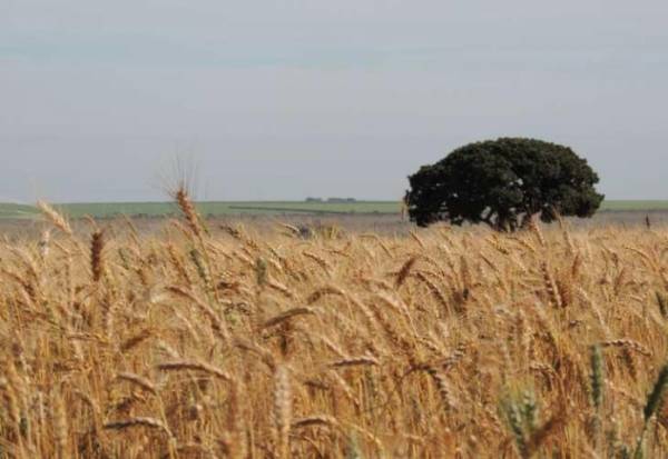 Safra de trigo vai ser a menor dos últimos dez anos