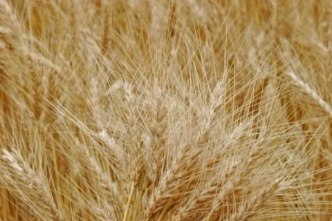 Colheita do trigo se inicia no Rio Grande do Sul com preocupações sobre qualidade do grão 