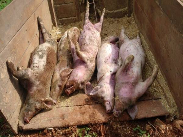 Raio mata suínos no interior de Tiradentes do Sul