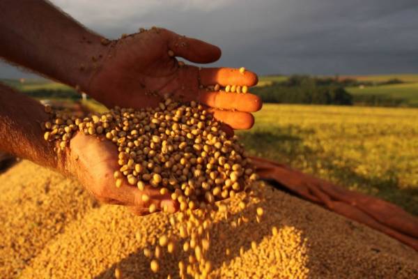 Safra de grãos de 2019 deve ser 3,1% maior 