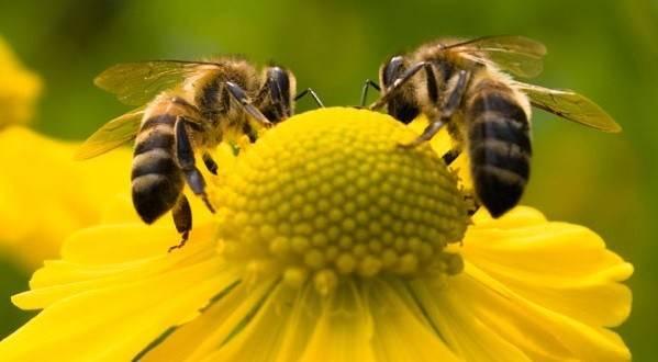 Agrônoma defende diálogo entre agricultores e criadores de abelhas