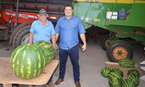 Agricultor colhe melancia de 30 kg em Coronel Barros