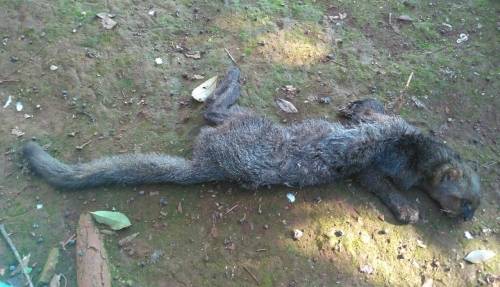 Felino em extinção foi fotografado morto no interior de Crissiumal