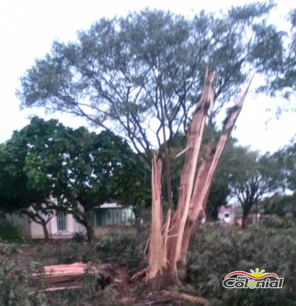 Árvore fica esfacelada por raio que caiu na Comunidade de Manchinha, Três de Maio