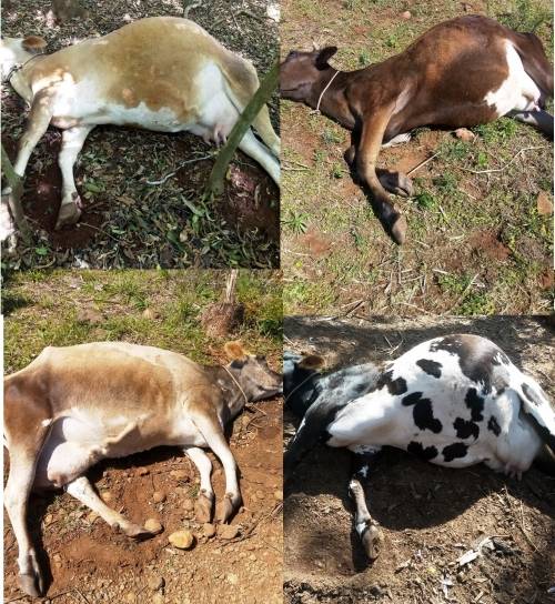 Morte de vacas com suspeita de intoxicação causa grande prejuízo a família de produtores de leite de