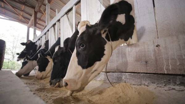 Número de produtores de leite diminui 40% no RS nos últimos dois anos
