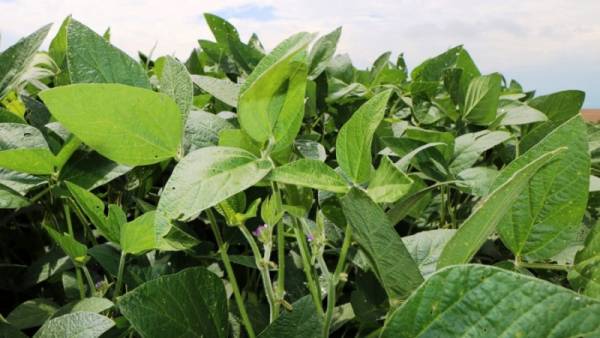 Recuperadas da falta de chuva, lavouras de soja seguem em desenvolvimento no RS