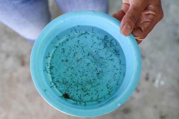 Três de Maio tem três casos suspeitos de dengue