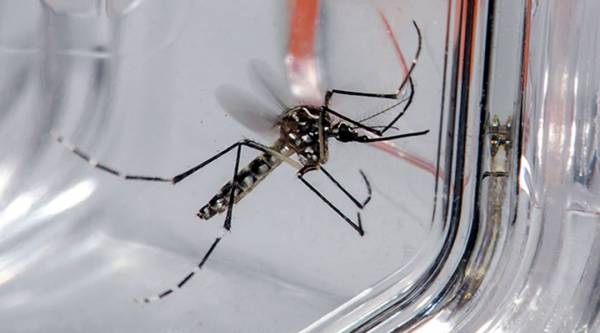 Confirmado segundo caso de dengue em Santa Rosa