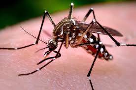 Mulher é vitima fatal de dengue hemorrágica em Santo Ângelo