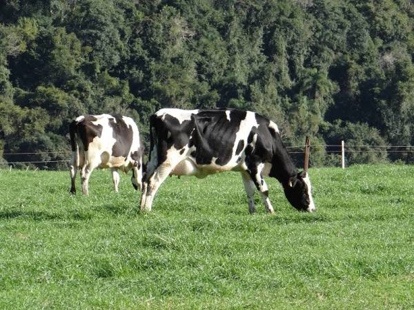 Preço do leite ao produtor em julho indica estabilidade do mercado