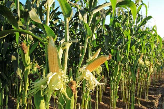 Novo zoneamento traz mais segurança para milho de 2ª safra