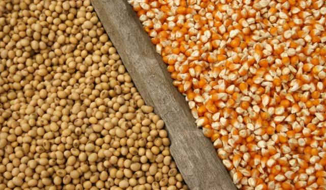 Imposto de importação para soja e milho é zerado até 2021