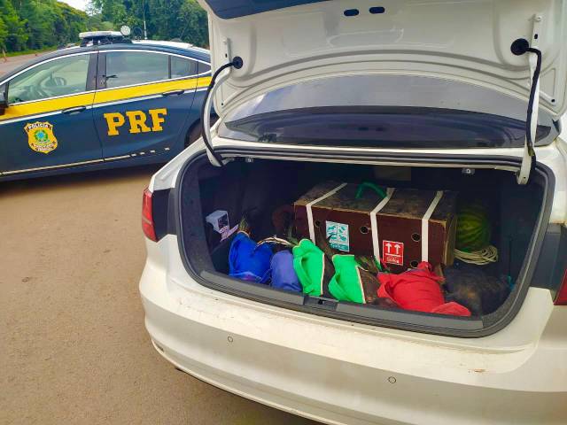 PRF prende prefeito transportando galos de rinha em veículo oficial da Prefeitura