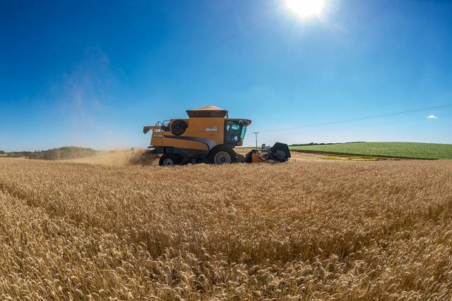 Área de trigo no RS deve ser a maior desde 2014
