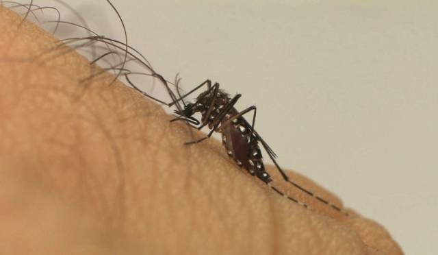 Município das Missões registra casos de febre chikungunya