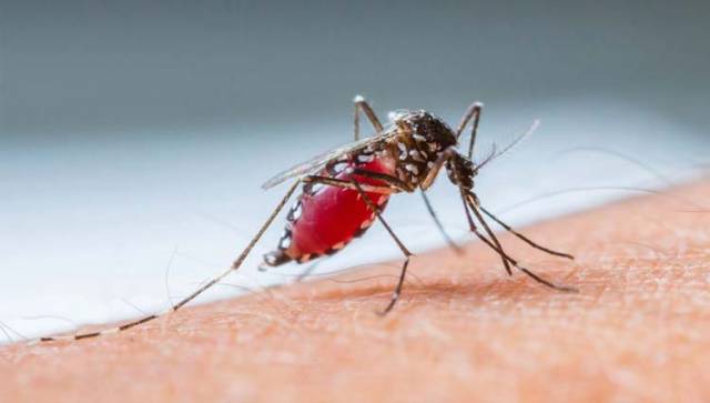 Onze municípios da região estão em alerta devido a infestação de Aedes aegypti