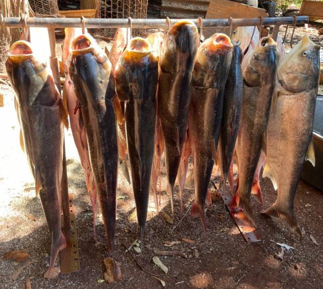 Agricultor encontra peixes ao esvaziar barragem em Giruá: 'Todos eram de 10 kg para cima'