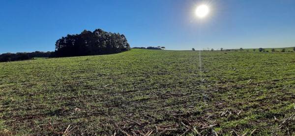 Temperaturas mais baixas favorecem desenvolvimento do trigo