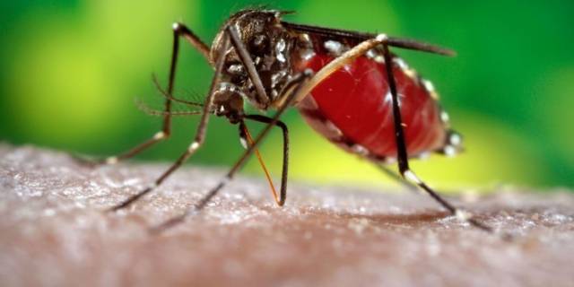 Confirmado segundo caso importado de febre chikungunya em Três de Maio