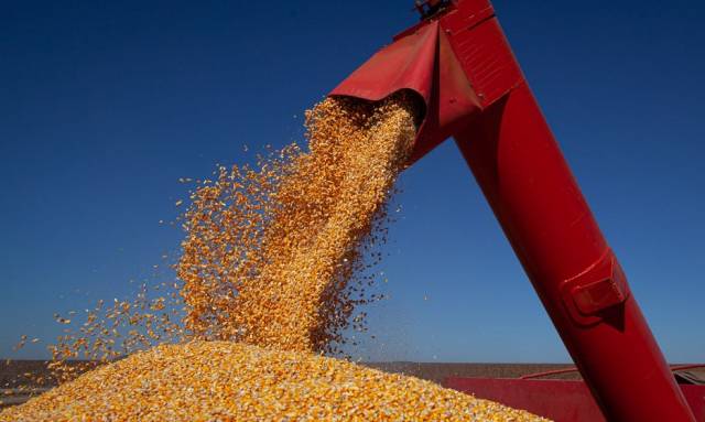 Governo zera alíquotas de tributos incidentes na importação de milho