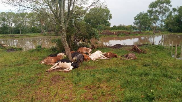 Raio mata 19 cabeças de gado em Linha Ervalzinho, interior de Erval Grande