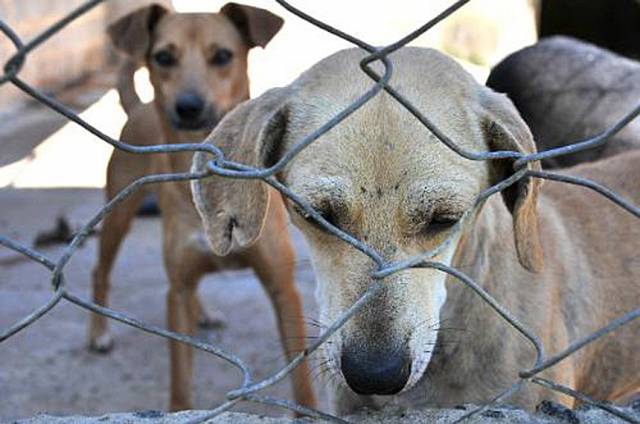 Publicada lei que proíbe sacrifício de cães e gatos saudáveis