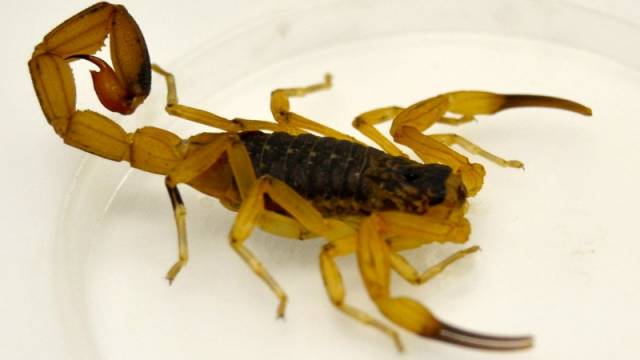 Focos de escorpião amarelo são encontrados no Bairro Santa Rita