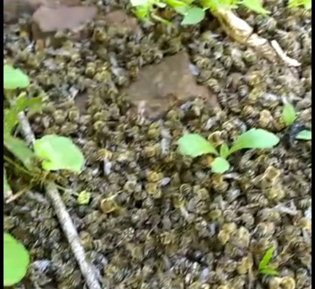 Apicultores de São José do Inhacorá buscam explicações para morte de abelhas, que já atingem mais de 100 colmeias