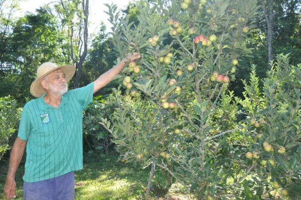 Produtor inicia colheita de maçã em Campina das Missões