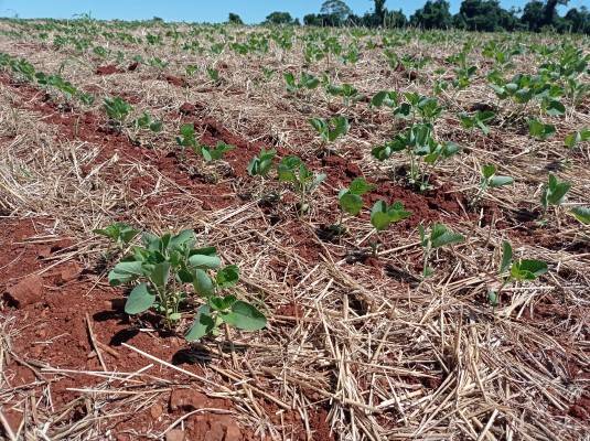 Ministério da Agricultura não autoriza revisão do zoneamento agrícola da soja no RS