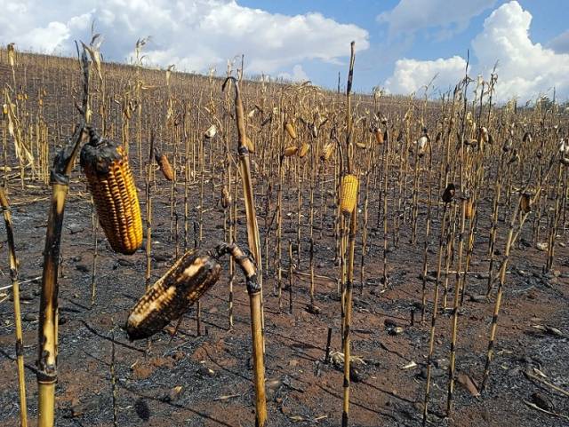 Incêndio destrói 35 hectares de milho e soja em Horizontina