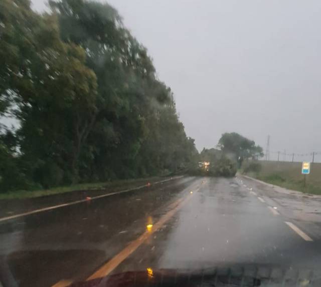 Chuvas com rajadas de ventos provocam quedas de árvores em rodovias da região