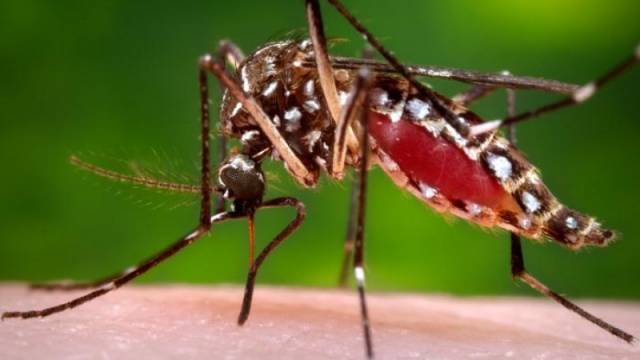Mais quatro mortes por dengue são confirmadas no RS