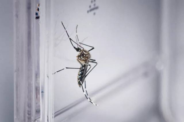 Três de Maio confirma mais quatro casos de dengue