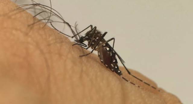 RS entra em alerta máximo contra a dengue