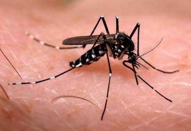 Mais três óbitos por dengue são confirmados no Estado; em Horizontina, Dois Irmãos e Boa Vista do Buricá