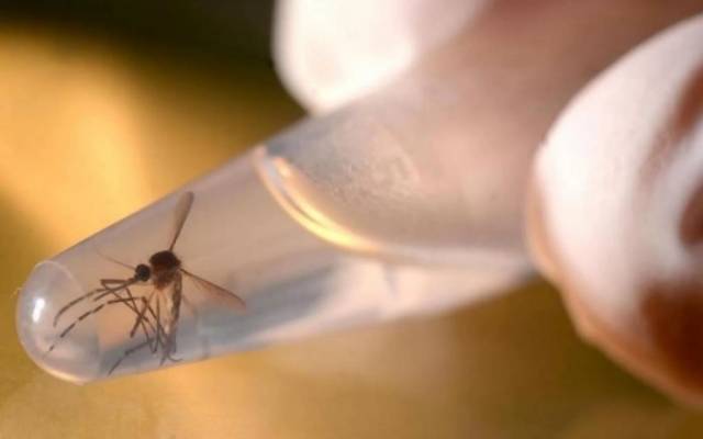 Com mais quatro óbitos, sobe para 12 total de mortos por dengue neste ano no RS