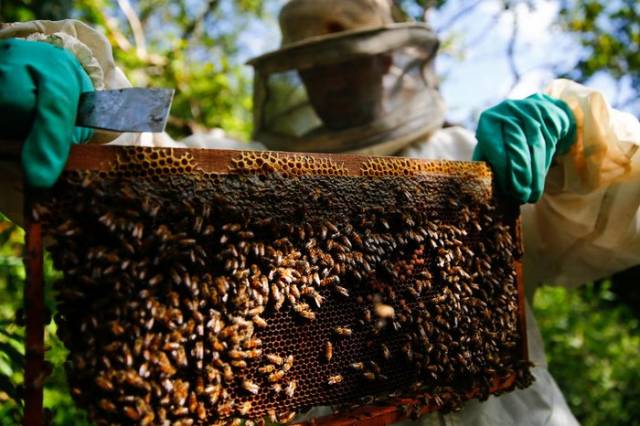 Estiagem afeta apicultores de maneira distinta e safra gaúcha de mel pode ter perdas