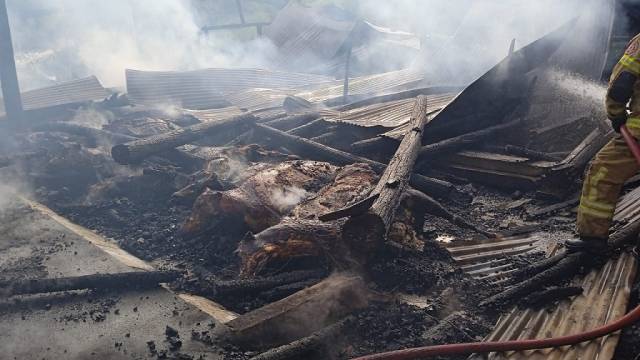 Incêndio em propriedade rural de Nova Candelária mata vacas e suínos