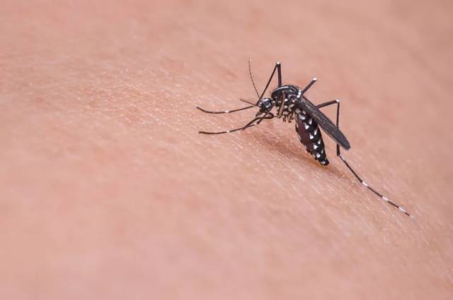 Três de Maio tem 33 casos de dengue confirmados