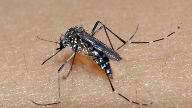 Chega a 56 o número de óbitos por dengue no RS este ano