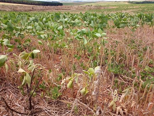 Plantio da soja no RS atinge 93% da área estimada