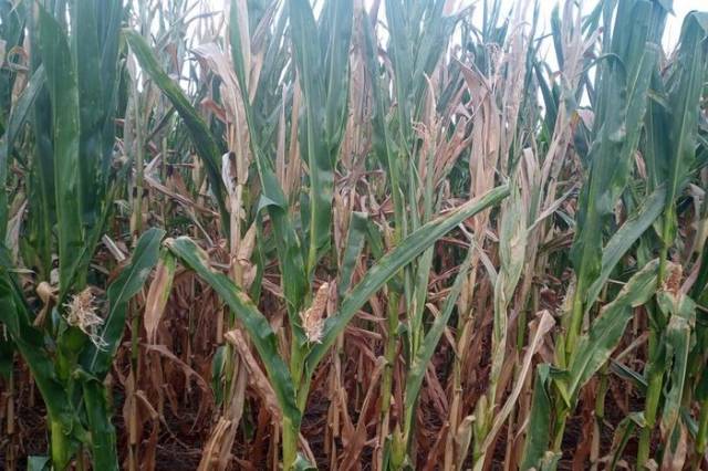 Emater estima que perda no milho em Três de Maio chega a 30%
